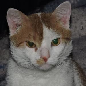 Meet your Posher, Thomas